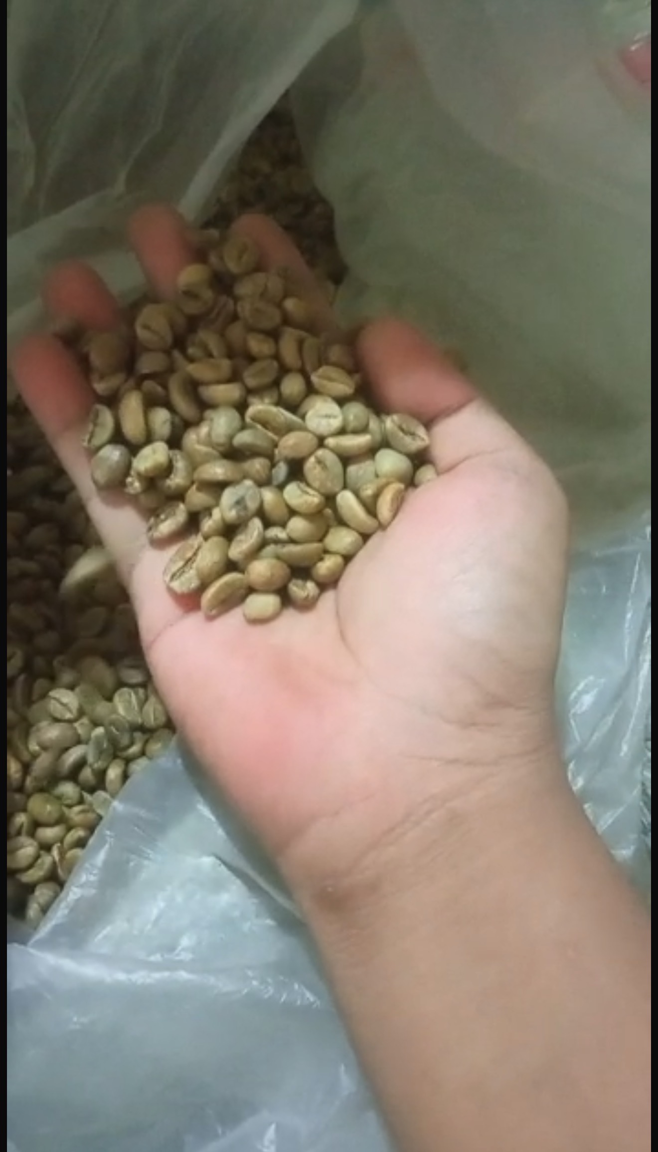 Indonesian Robusta Green Coffee Beans